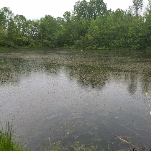 Attached picture pond 2.jpg